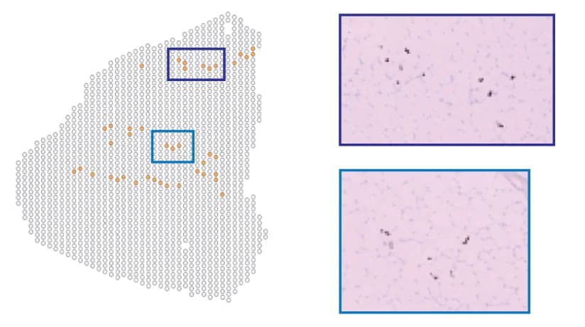 Open access visualization of Microscopy, Visium Spots, Neuromuscular Junctions, Cluster