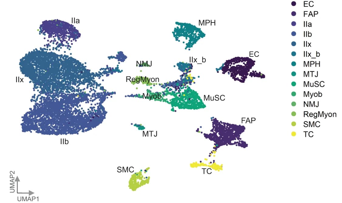 Open access visualization of Scatter Plot, UMAP, Reference dataset, Endothelial Cells, Fibro/Adipogenic Progenitors
