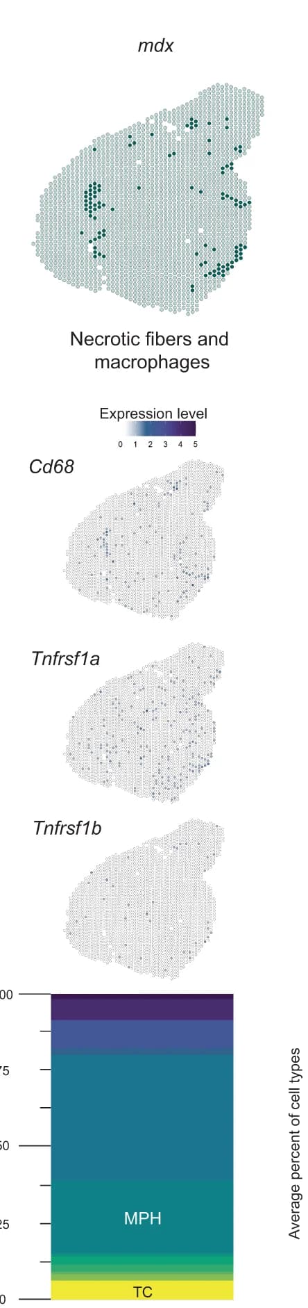 Open access visualization of Scatter Plot, Bar Plot, Deconvolution, Necrotic Fibers, Macrophages