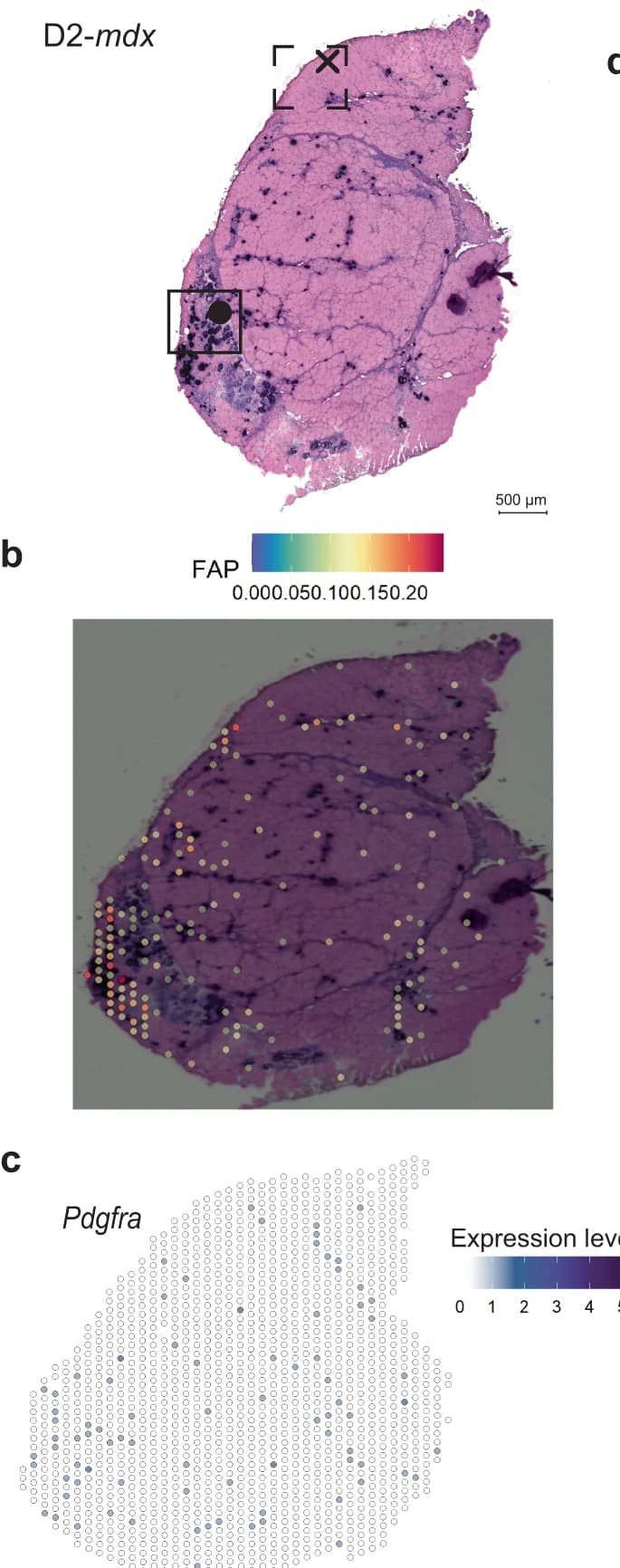 Open access visualization of Microscopy, Scatter Plot, D2-mdx model, smFISH