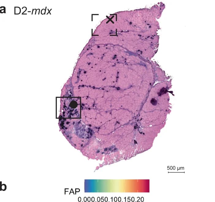 Open access visualization of Microscopy, smFISH, FAPs, Spot Deconvolution, Immunofluorescence