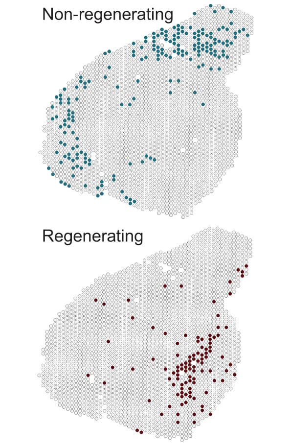 Open access visualization of Scatter Plot, Geo Map, Non-Regenerating Spots, Regenerating Spots, Differential Gene Expression Analysis