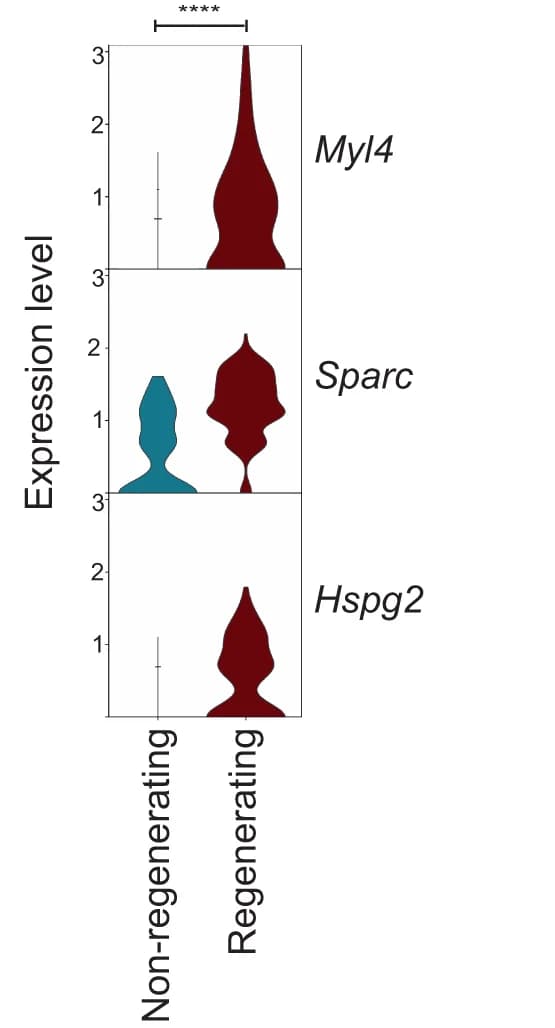 Open access visualization of Violin Plot, Gene Expression Levels, Myl4, Sparc, Hspg2