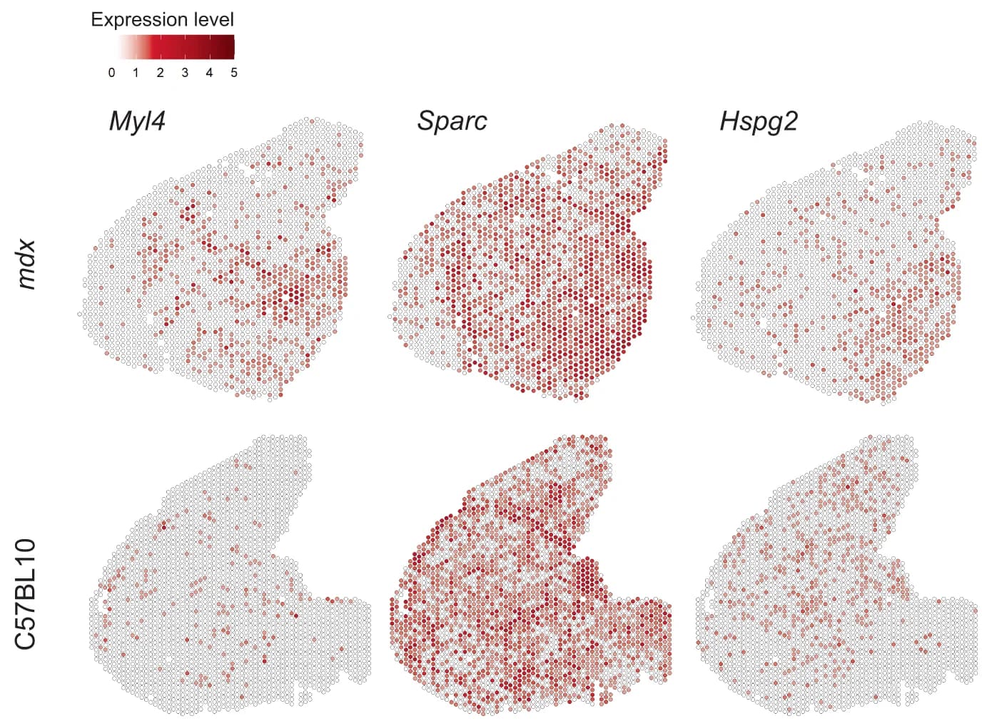 Open access visualization of Heatmap, Spatial Gene Expression, Myl4, Sparc, Hspg2