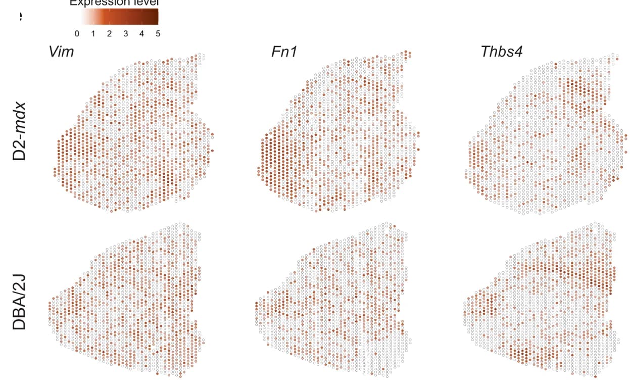 Open access visualization of Heatmap, Spatial Gene Expression, Vim, Fn1, Thbs4