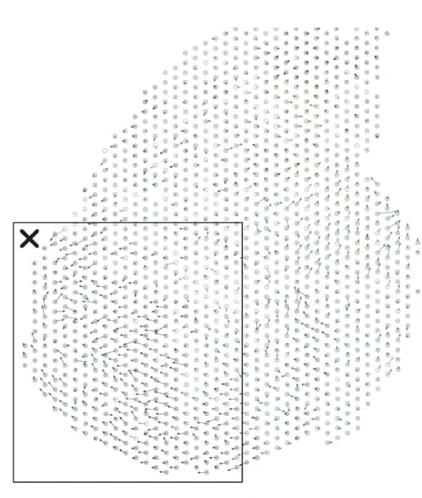 Open access visualization of Scatter Plot, Spatial spot, RNA velocity vectors, Differentiation