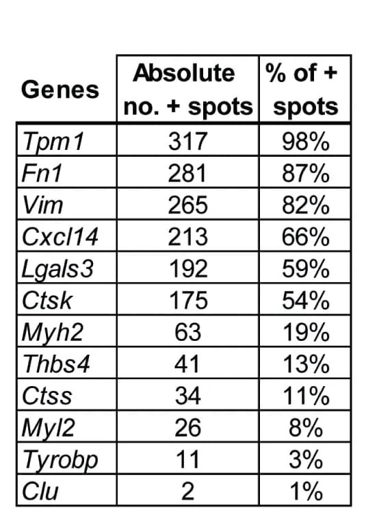 Open access visualization of Table Image, Genes, Positive spots, Differentiation, Inflamed fibers