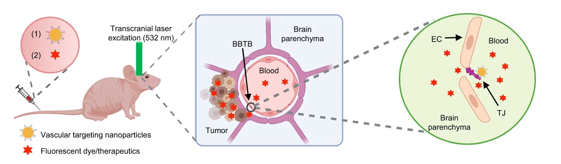 Open access visualization of Illustration, Workflow, Endothelial Cell, Tight Junction, OptoBBTB