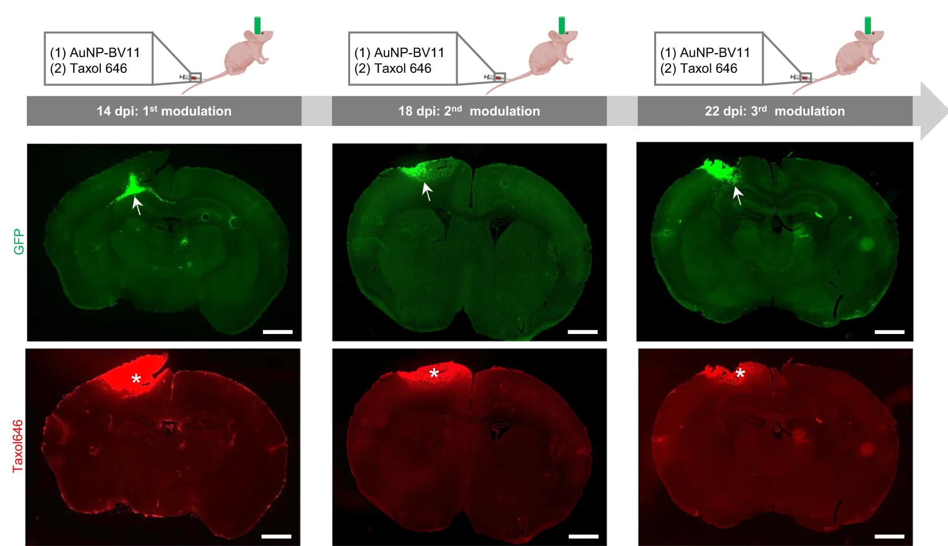 Open access visualization of Microscopy, BBTB Modulations, PS5A1 GEMM, Taxol646, Tumor Cells