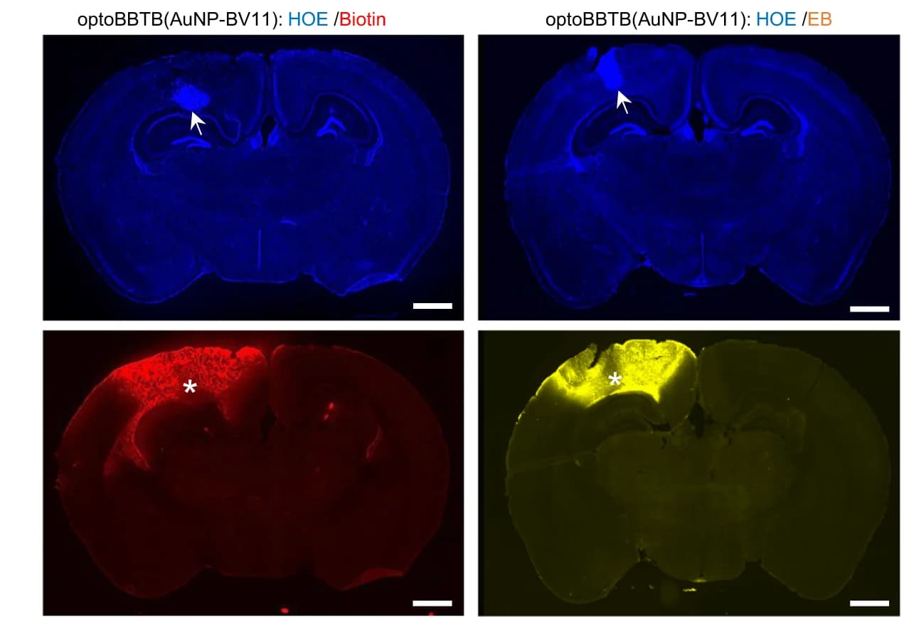 Open access visualization of Microscopy, optoBBTB, ps Laser, AuNP-BV11, EZ-link Biotin