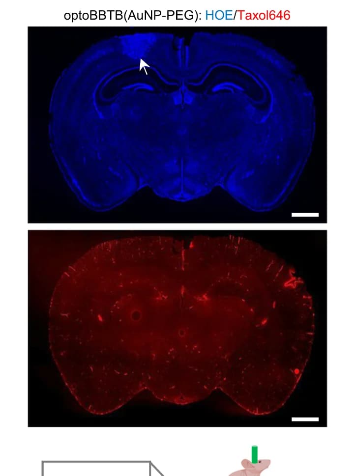 Open access visualization of Microscopy, OptoBBTB, ps Laser, AuNP-PEG, Taxol