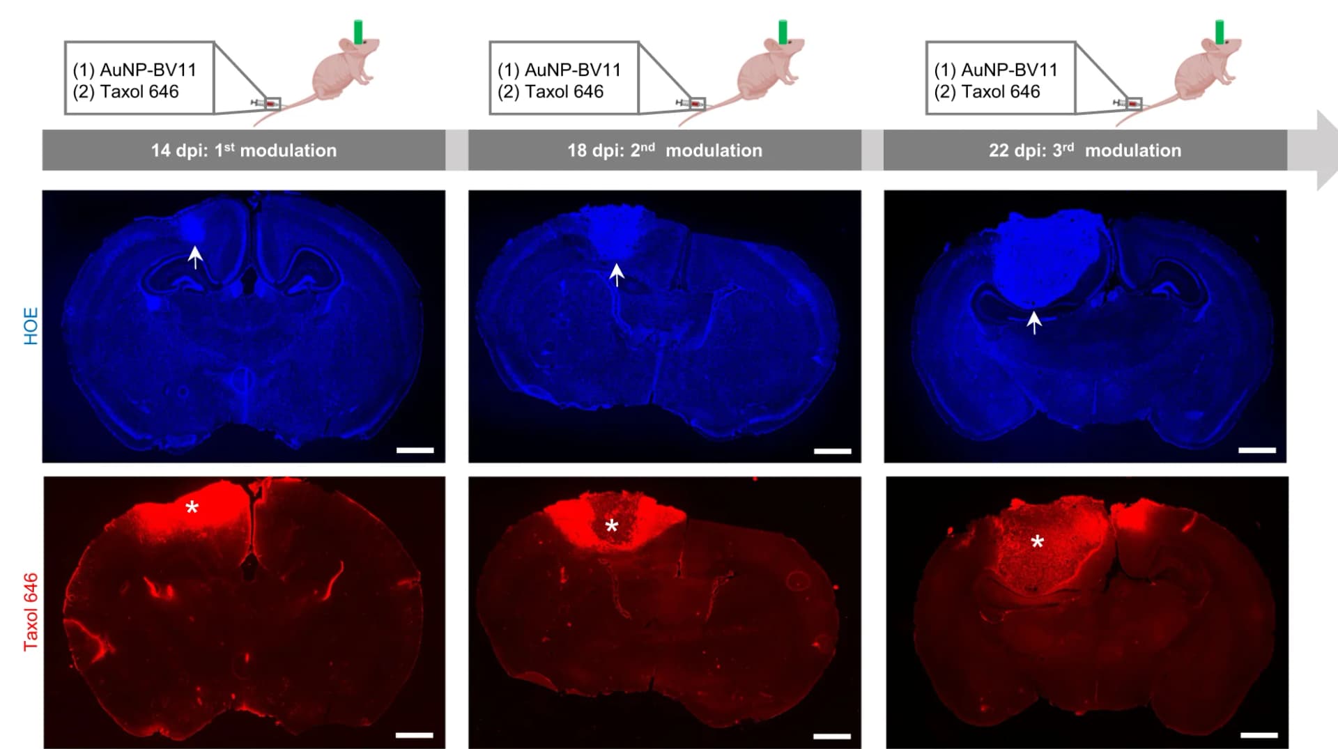 Open access visualization of Microscopy, BBTB Modulation, 73 C GEMM, AuNP-BV11, Taxol