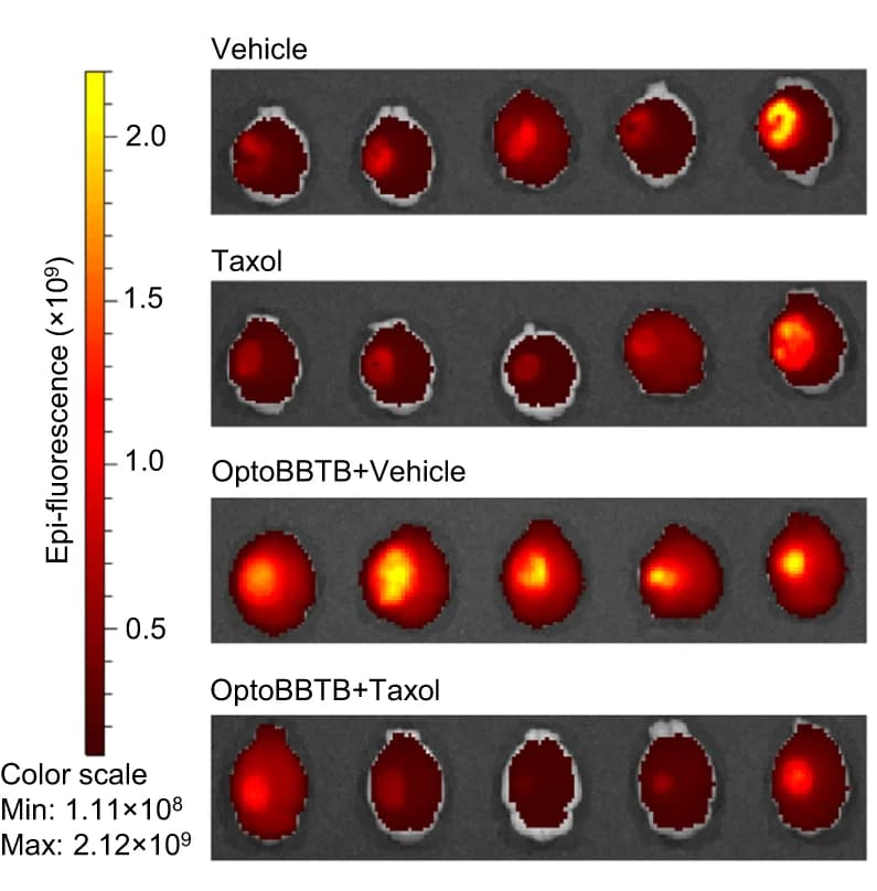 Open access visualization of Photo, Tumor Size, GFP Fluorescent