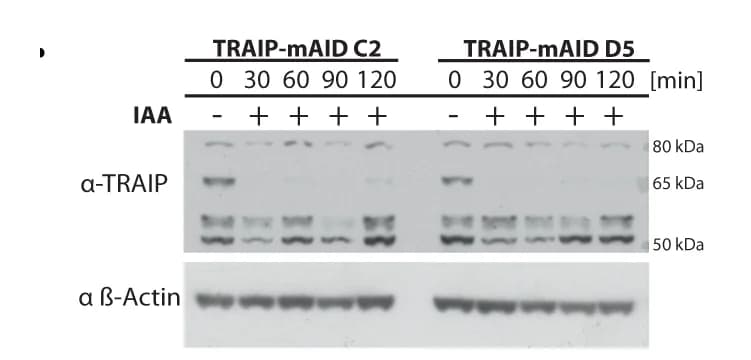Open access visualization of Gel, Cell Culture, HCT116 TRAIP-mAID Cells, Auxin, Western Blotting