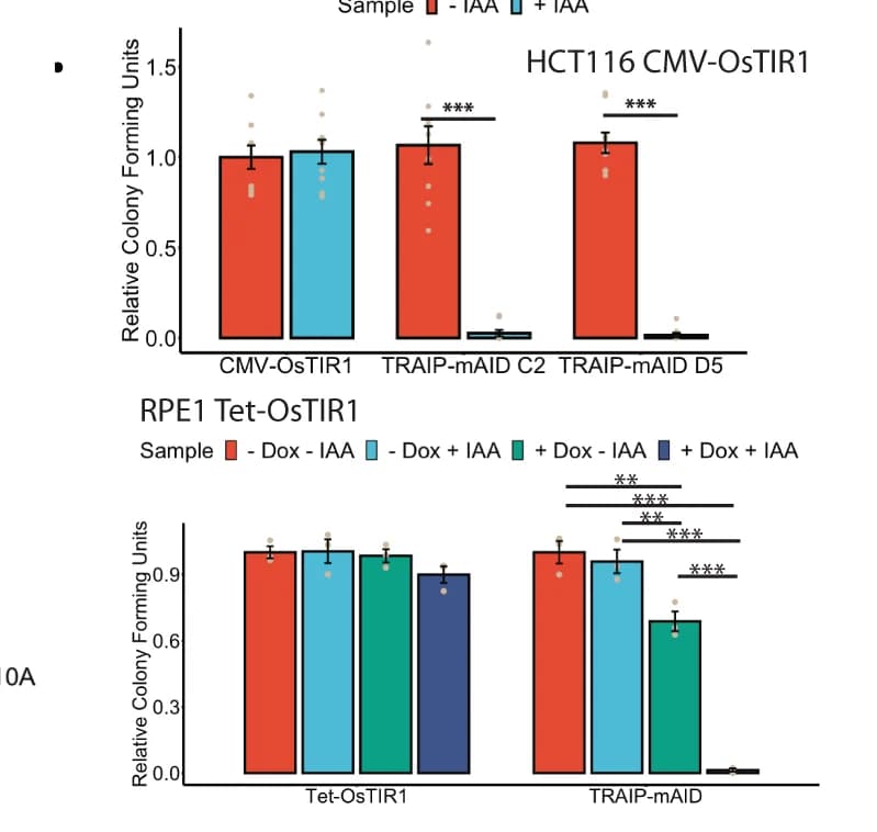 Open access visualization of Bar Plot, Error Bars, Cell Growth, Auxin, Doxycycline
