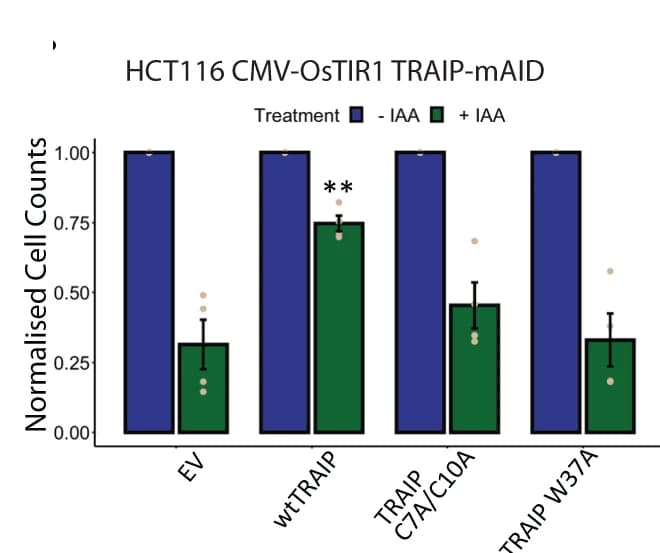 Open access visualization of Bar Plot, Clustered, Error Bars, HCT116 TRAIP-mAID Cells, TRAIP