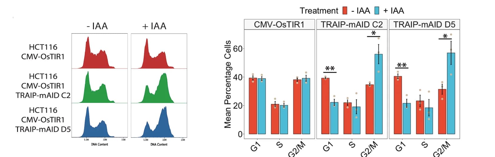 Open access visualization of Histogram, Bar Plot, Error Bars, Clustered, TRAIP-mAID Cells