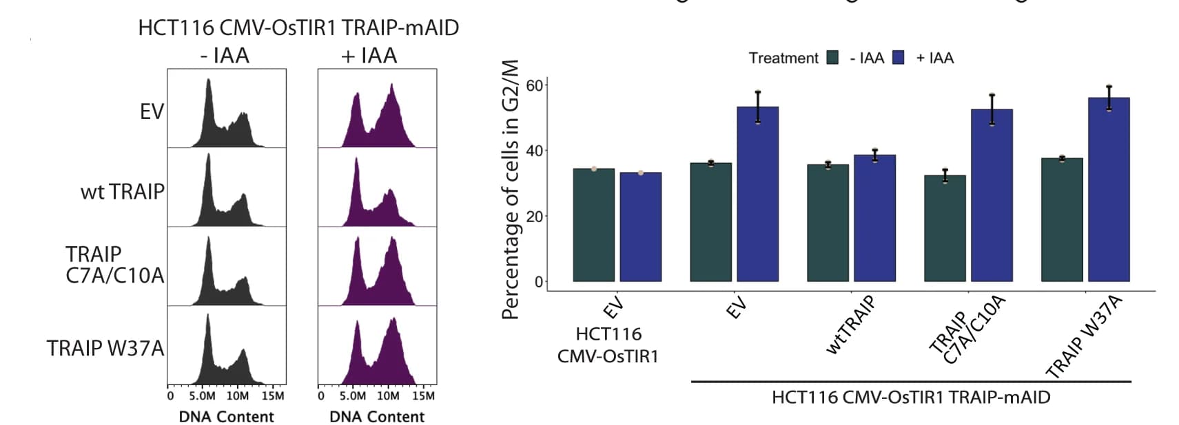 Open access visualization of Bar Plot, Error Bars, Histogram, HCT116 TRAIP-mAID Cells, TRAIP