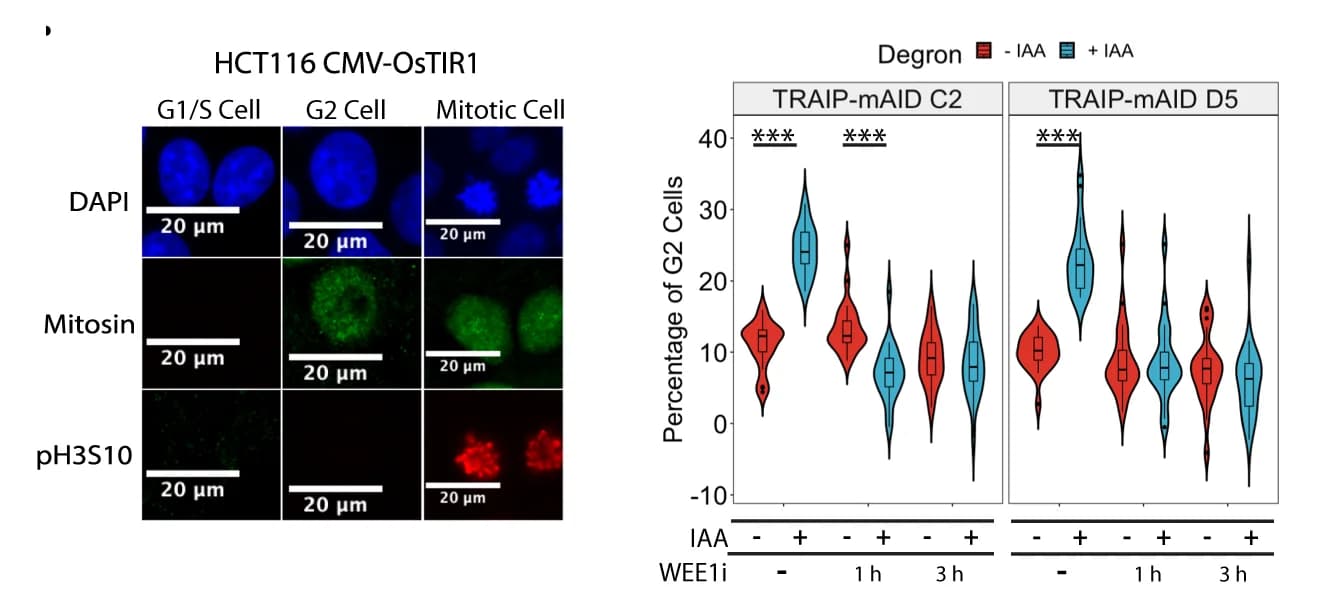 Open access visualization of Violin Plot, Box Plot, Microscopy, TRAIP-mAID Cells, Auxin