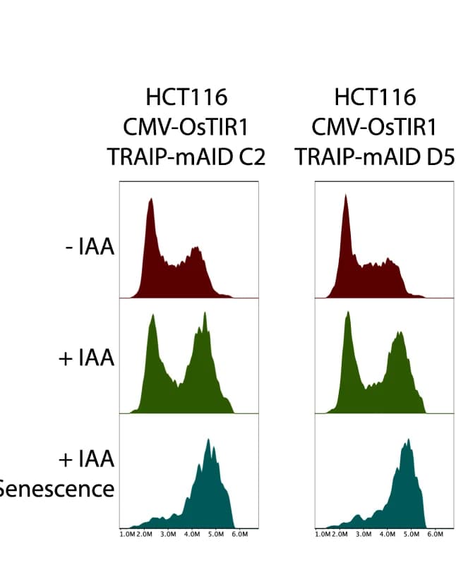 Open access visualization of Density Plot, Line Plot, TRAIP-mAID Cells, Auxin, β-galactosidase Staining