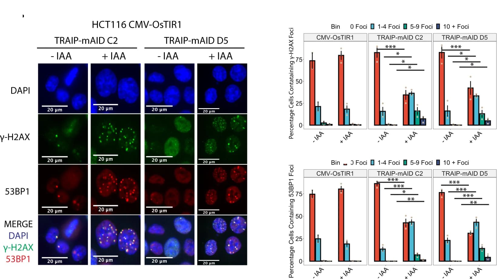 Open access visualization of Bar Plot, Error Bars, Microscopy, TRAIP-mAID Cells, Auxin