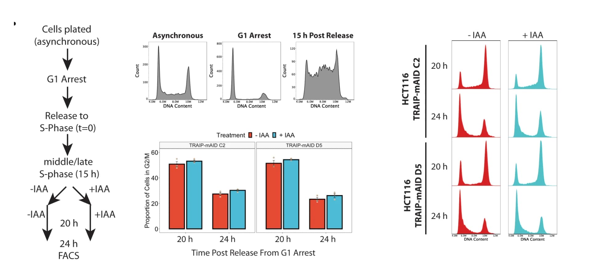 Open access visualization of Workflow, Bar Plot, Histogram, TRAIP-mAID cells, G1 Phase