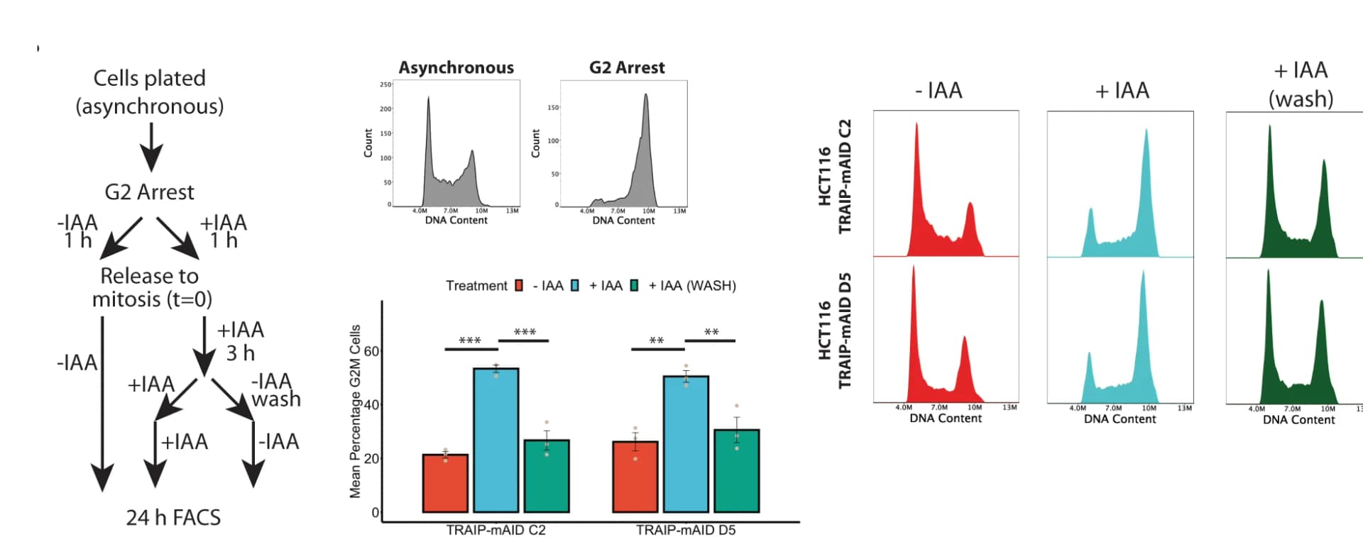 Open access visualization of Bar Plot, Histogram, Workflow, TRAIP-mAID cells, G2 Phase
