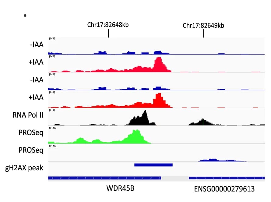 Open access visualization of Line Plot, TRAIP Degradation, gammaH2AX, ChIP-seq, Transcription