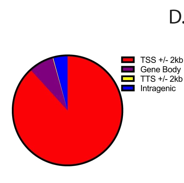 Open access visualization of Pie Chart, gammaH2AX Peaks, Damage Hotspots, TSS