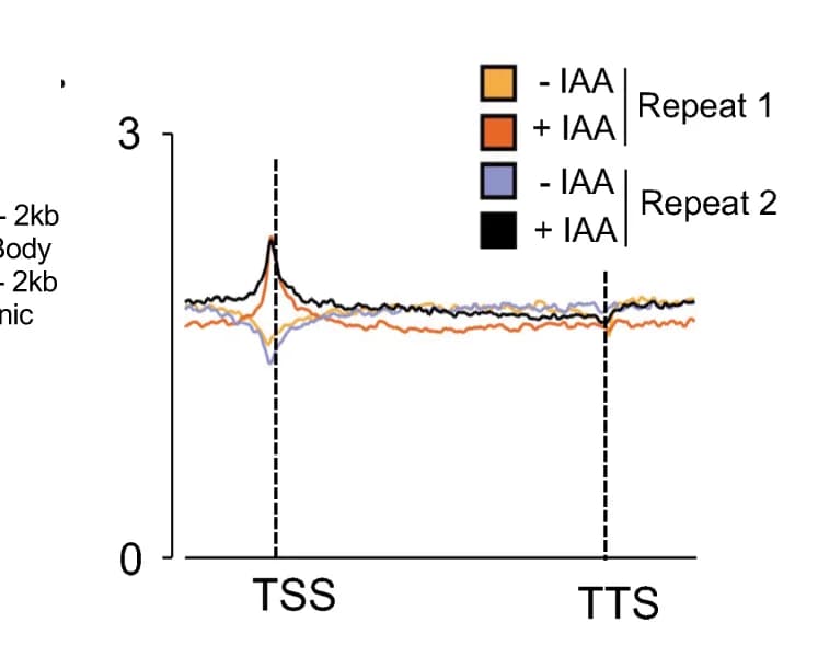 Open access visualization of Line Plot, Metagene Profile, gammaH2AX, H2AX, Transcribed Genes