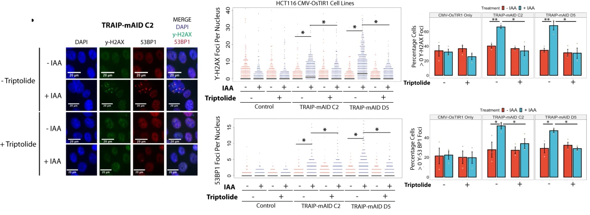 Open access visualization of Bar Plot, Error Bars, Scatter Plot, Microscopy, HCT116 TRAIP-mAID cells