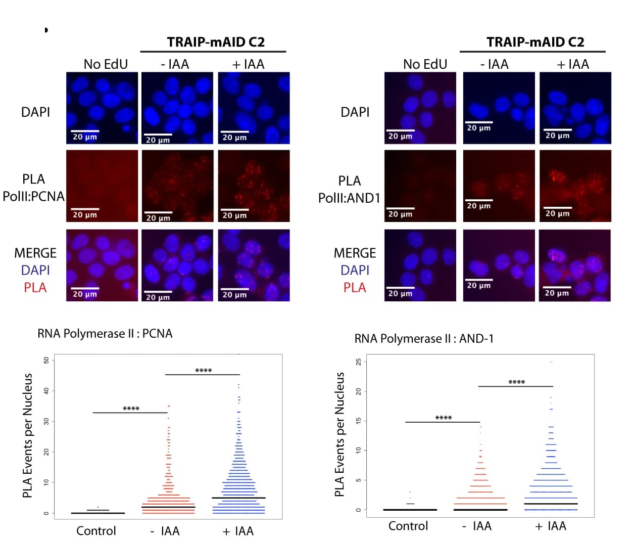 Open access visualization of Microscopy, Scatter Plot, PCNA, RNA Pol II, AND-1