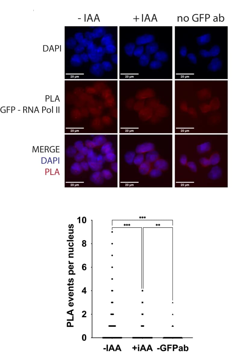 Open access visualization of Box Plot, Microscopy, PLA, TRAIP-mAC, RNA Pol II