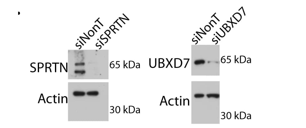 Open access visualization of Gel, SPRTN, UBXD7, siRNA, HCT116 TRAIP-mAID Cells