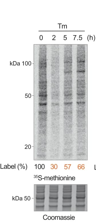 Open access visualization of Gel, Proteins, HeLa Cells, Coomassie-stained gel