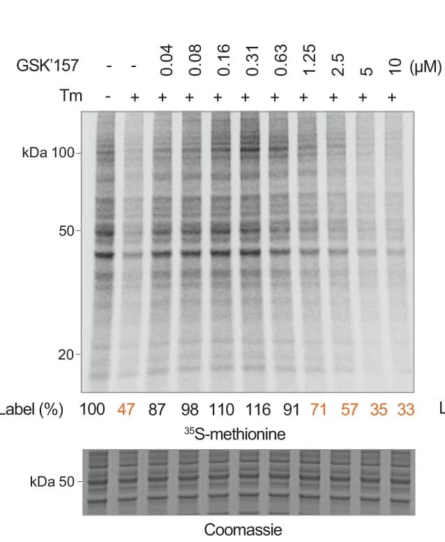 Open access visualization of Gel, Proteins, HeLa Cells