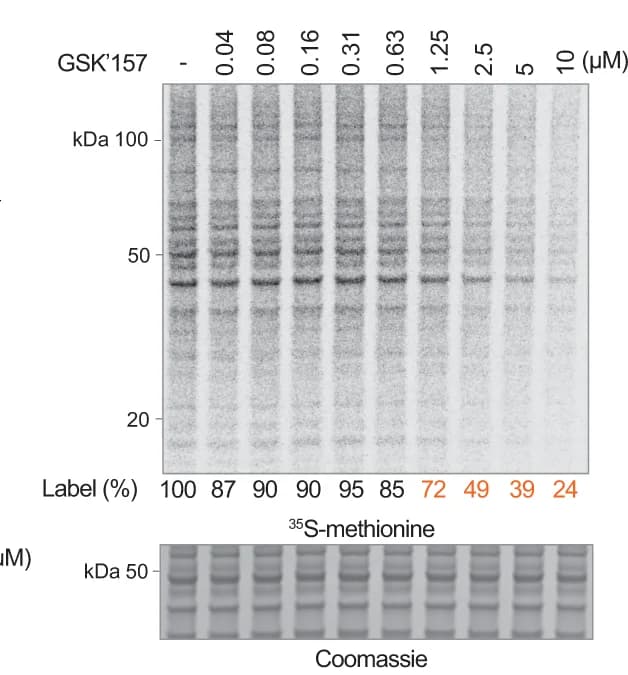 Open access visualization of Gel, Proteins, HeLa Cells, Coomassie-stained gel