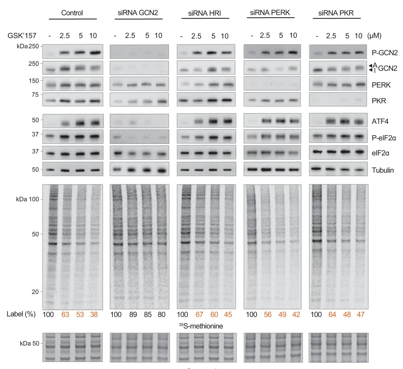 Open access visualization of Gel, Immunoblots, Proteins, HeLa Cells, siRNA