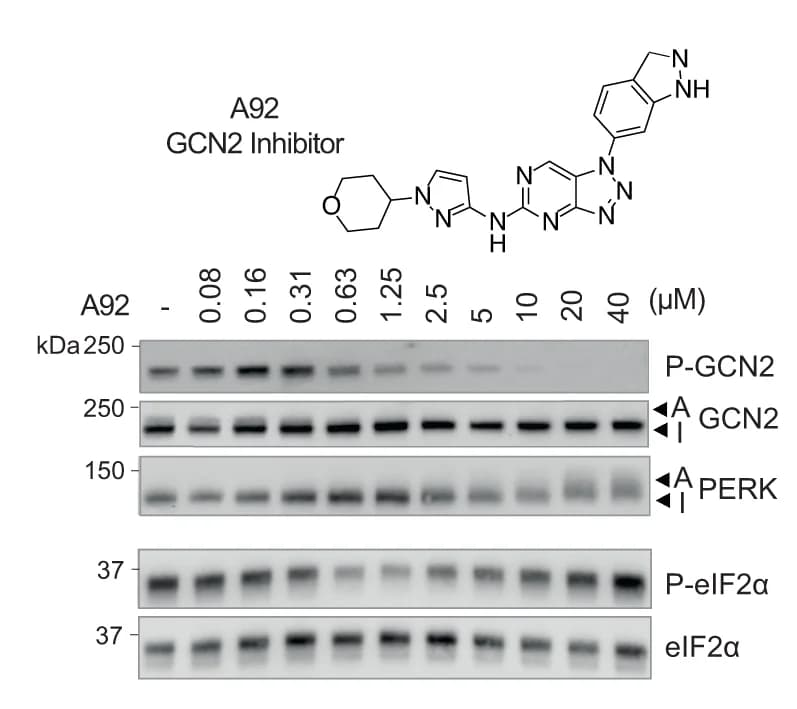 Open access visualization of Gel, Chemical Structure, GCN2 Inhibitor, A92, PERK