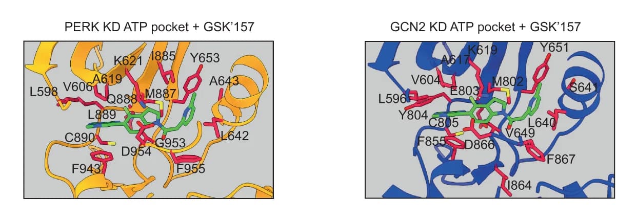 Open access visualization of Protein Structure, Chemical Structure, PERK Kinase Domain, GSK’157, ATP-binding Pocket