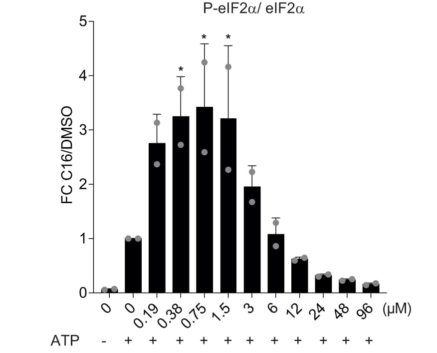 Open access visualization of Bar Plot, Error Bars, P-eIF2α, eIF2α, Immunoblots