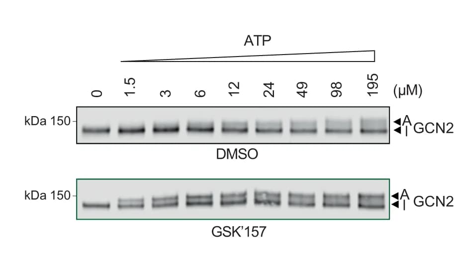 Open access visualization of Gel, Immunoblots, GCN2, In Vitro Kinase Reactions, ATP