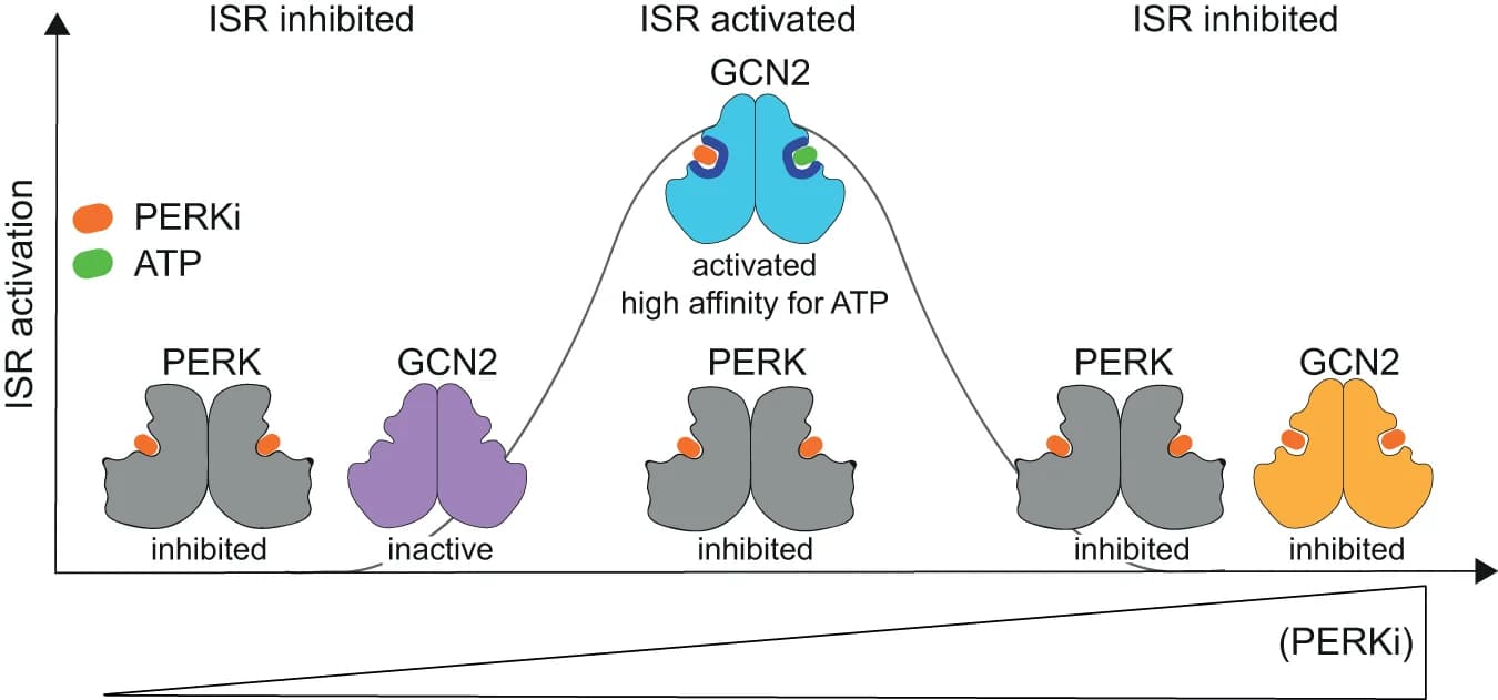 Open access visualization of Workflow, Illustration, PERK Inhibitor, ISR, GCN2