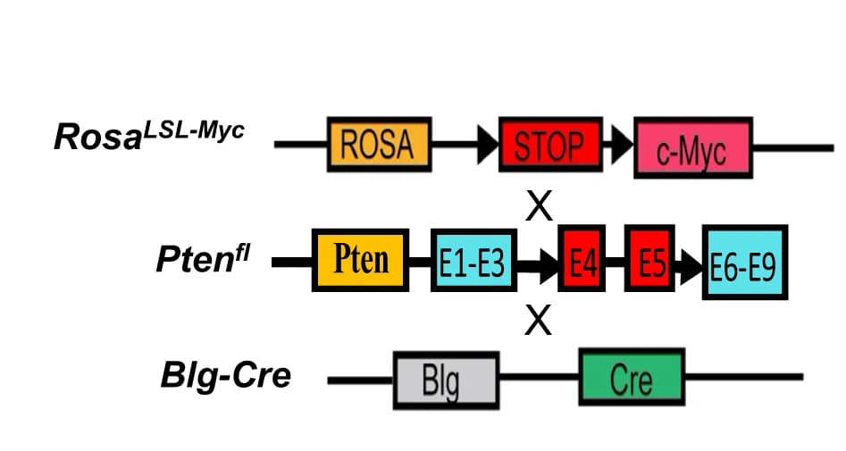 Open access visualization of Workflow, Illustration, Myc;Ptenfl Mice, Rosa LSL-Myc/LSL-Myc Conditional Knockin, Pten fl/fl Conditional Knock-out Mice