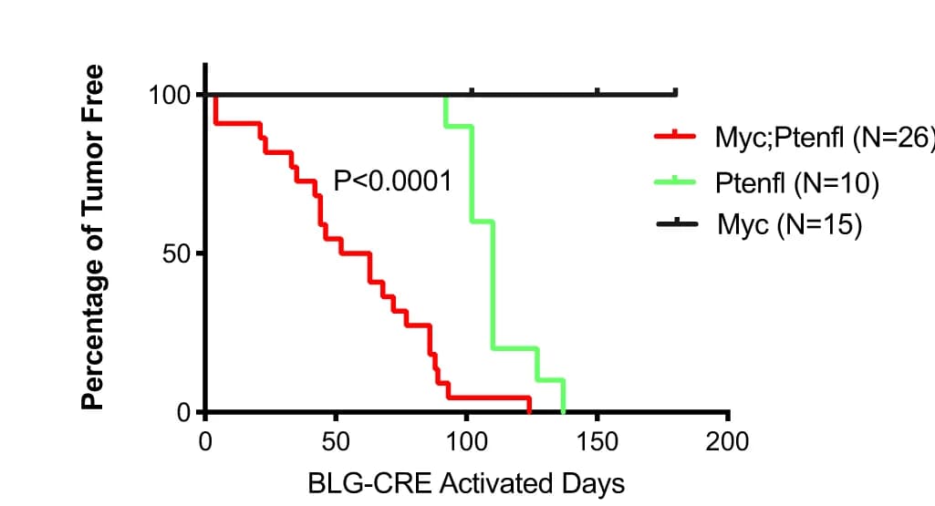 Open access visualization of Survival Curve, Line Step, Mammary Gland Tumor, Myc Mice, Ptenfl Mice