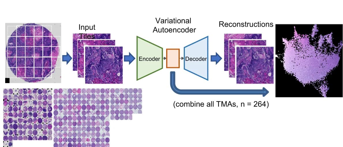Open access visualization of Workflow, Illustration, Microscopy, VAE, Mice