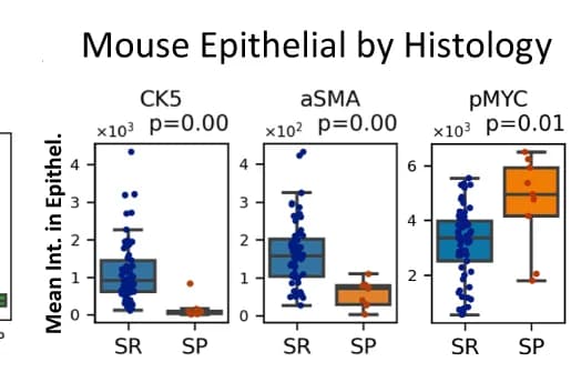 Open access visualization of Box Plot, Scatter Plot, Raincloud Plot, Epithelial Expression, Basal/Myoepithelial Markers