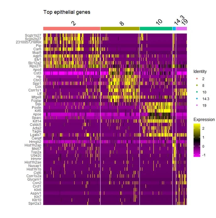 Open access visualization of Heatmap, Upregulated Genes, Epithelial Cluster