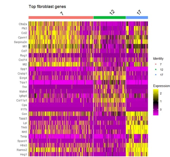 Open access visualization of Heatmap, Upregulated Genes, Fibroblast Cluster