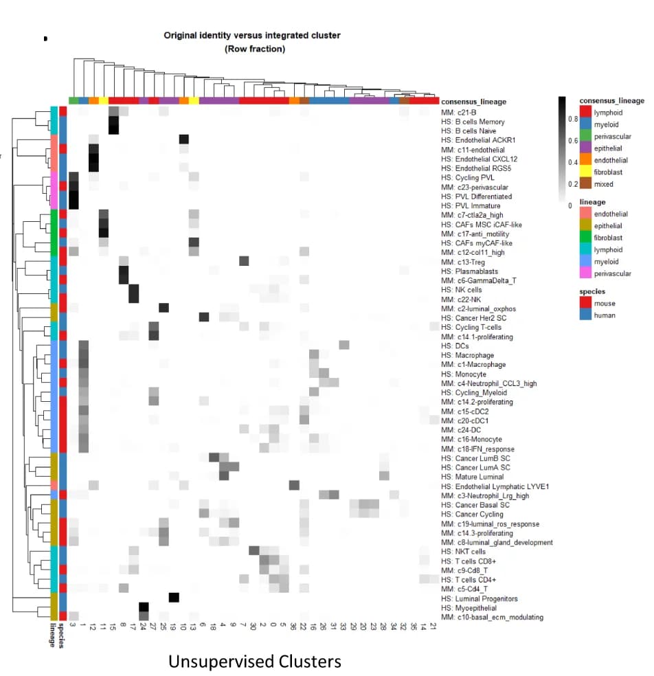 Open access visualization of Heatmap, Clustered, Cell type identity, Unsupervised cluster, Cell state
